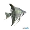 Pterophyllum scalare var. Bicolor Angelfish