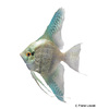 Pterophyllum scalare var. Blue Diamond Angelfish