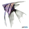 Pterophyllum scalare var. Bicolor Veil Angelfish