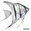 Pterophyllum scalare var. Blue Pearl Angelfish