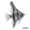 Pterophyllum scalare var. Diamond Angelfish