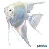 Pterophyllum scalare var. White Diamond Angelfish