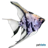 Pterophyllum scalare var. Diamond Koi Angelfish