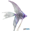 Pterophyllum scalare var. Zebra Veil Angelfish