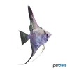Pterophyllum scalare var. Gruenspiegel Angelfish