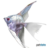 Pterophyllum scalare var. Gruenspiegel Veil Angelfish