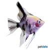 Pterophyllum scalare var. Koi Angelfish