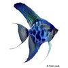 Pterophyllum scalare var. Blue Leopard Angelfish