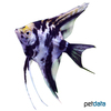 Pterophyllum scalare var. Marble Angelfish