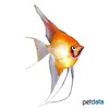 Pterophyllum scalare var. Orange Angelfish