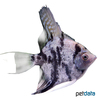Pterophyllum scalare var. Marble Diamond Angelfish
