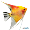Pterophyllum scalare var. Marble Redback Angelfish