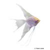 Pterophyllum scalare var. Pearl Angelfish