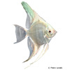 Pterophyllum scalare var. Platinum Angelfish