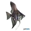 Pterophyllum scalare var. Smokey Zebra Angelfish