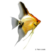 Pterophyllum scalare var. Red Head Angelfish