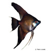 Pterophyllum scalare var. Black Veil Angelfish