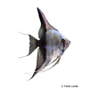 Pterophyllum scalare var. Half-black Angelfish