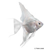 Pterophyllum scalare var. Silver Angelfish