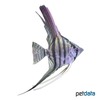 Pterophyllum scalare var. Zebra Angelfish