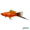 Xiphophorus hellerii var. Swordtail Berlin