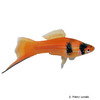 Xiphophorus hellerii var. Swordtail Koi
