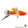 Xiphophorus hellerii var. Swordtail Koi Snakeskin