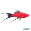 Xiphophorus hellerii var. Swordtail Red Wagtail Lyre