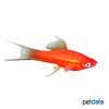 Xiphophorus hellerii var. Swordtail Red Lyre