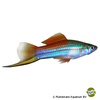 Xiphophorus hellerii var. Swordtail Neon