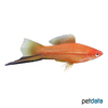 Xiphophorus hellerii var. Swordtail Red