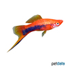Xiphophorus hellerii var. Swordtail Tuxedo Red
