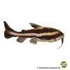Platydoras costatus Striped Raphael Catfish