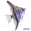 Pterophyllum scalare Angelfish