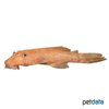Ancistrus temminckii Bristlenose Catfish