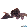 Pterygoplichthys gibbiceps Sail Fin Pleco