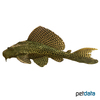 Pterygoplichthys pardalis Amazon Sailfin Catfish