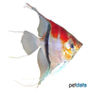 Pterophyllum scalare 'Lago Manacapuru' Lago Manacapuru Red Back Angelfish