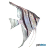 Pterophyllum scalare 'Santa Isabel' Santa Isabel Angelfish