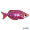 Glossolepis incisus Salmon Red Rainbowfish