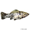 Poecilia sphenops var. Molly Dalmatian