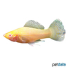 Poecilia sphenops var. Molly Gold