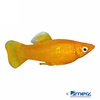 Poecilia sphenops var. Molly Gold Dust
