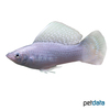Poecilia velifera var. Giant Sailfin Molly Silver