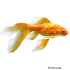 Carassius auratus Goldfish Fantail