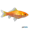 Carassius auratus Goldfish Yellow