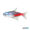 Paracheirodon innesi 'Diamond' Neon Tetra Blue Diamond