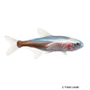 Paracheirodon axelrodi 'Albino' Cardinal Tetra Albino