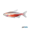Paracheirodon axelrodi 'Gold' Cardinal Tetra Gold