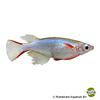 Oryzias woworae Daisy's Ricefish